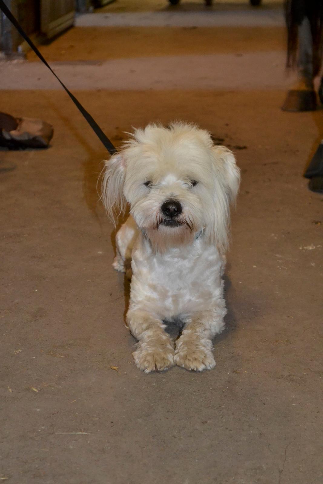 Coton de tulear Bimmer - En tur over til hesten! 26. August 2013 :) billede 2
