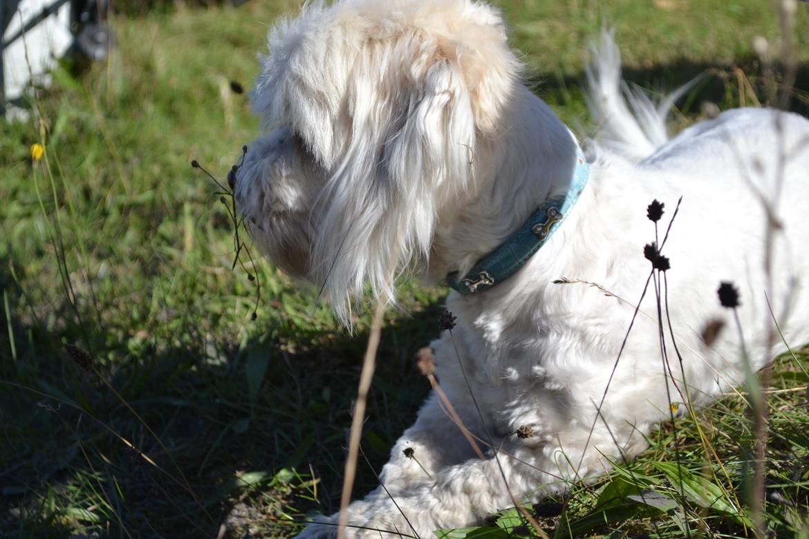 Coton de tulear Bimmer billede 9
