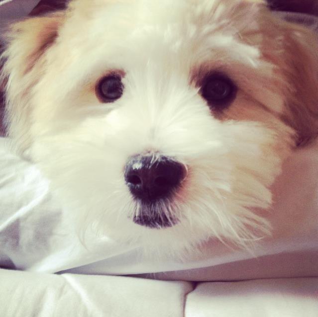 Coton de tulear Bimmer billede 12