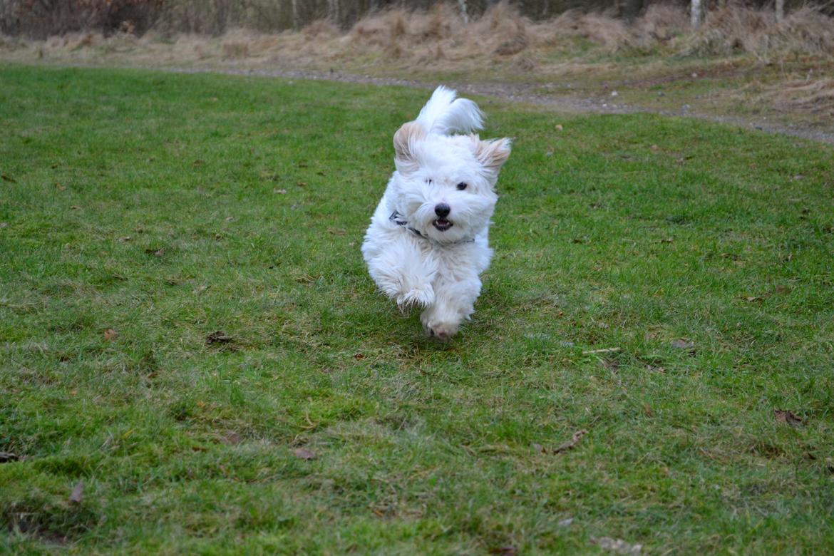 Coton de tulear Bimmer billede 3