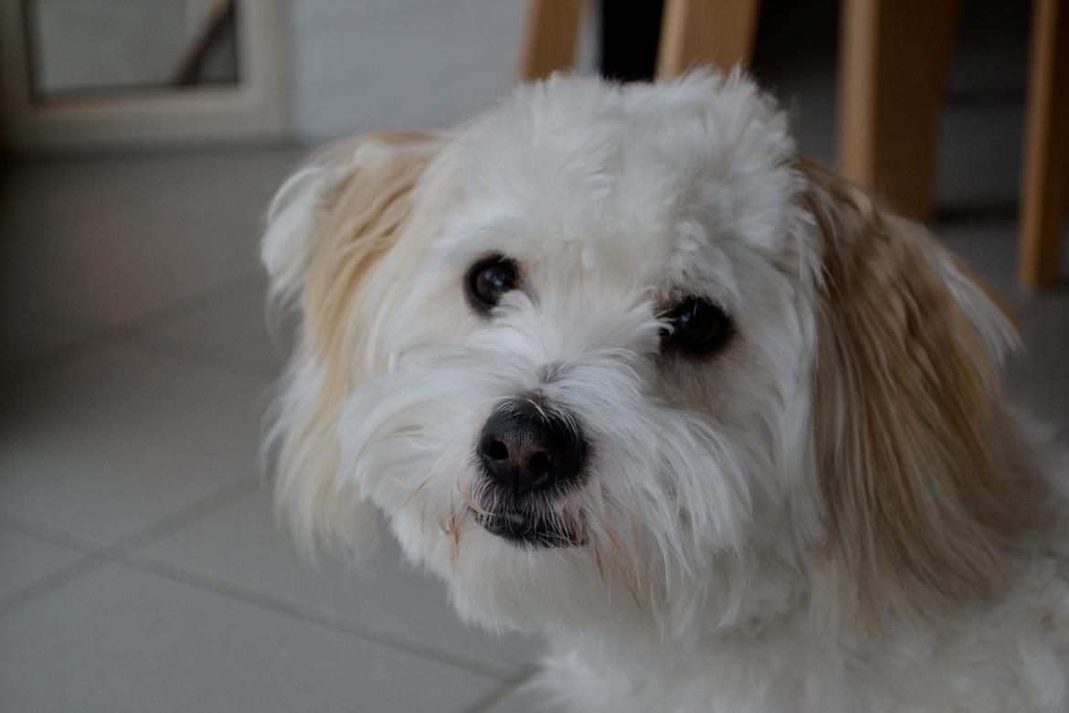 Coton de tulear Bimmer billede 10
