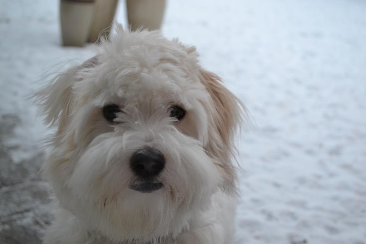 Coton de tulear Bimmer billede 6