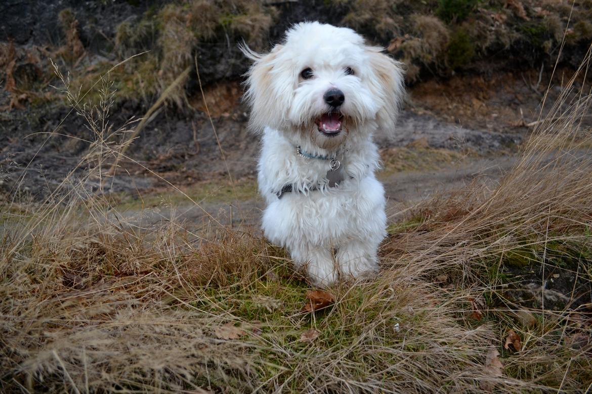 Coton de tulear Bimmer billede 13