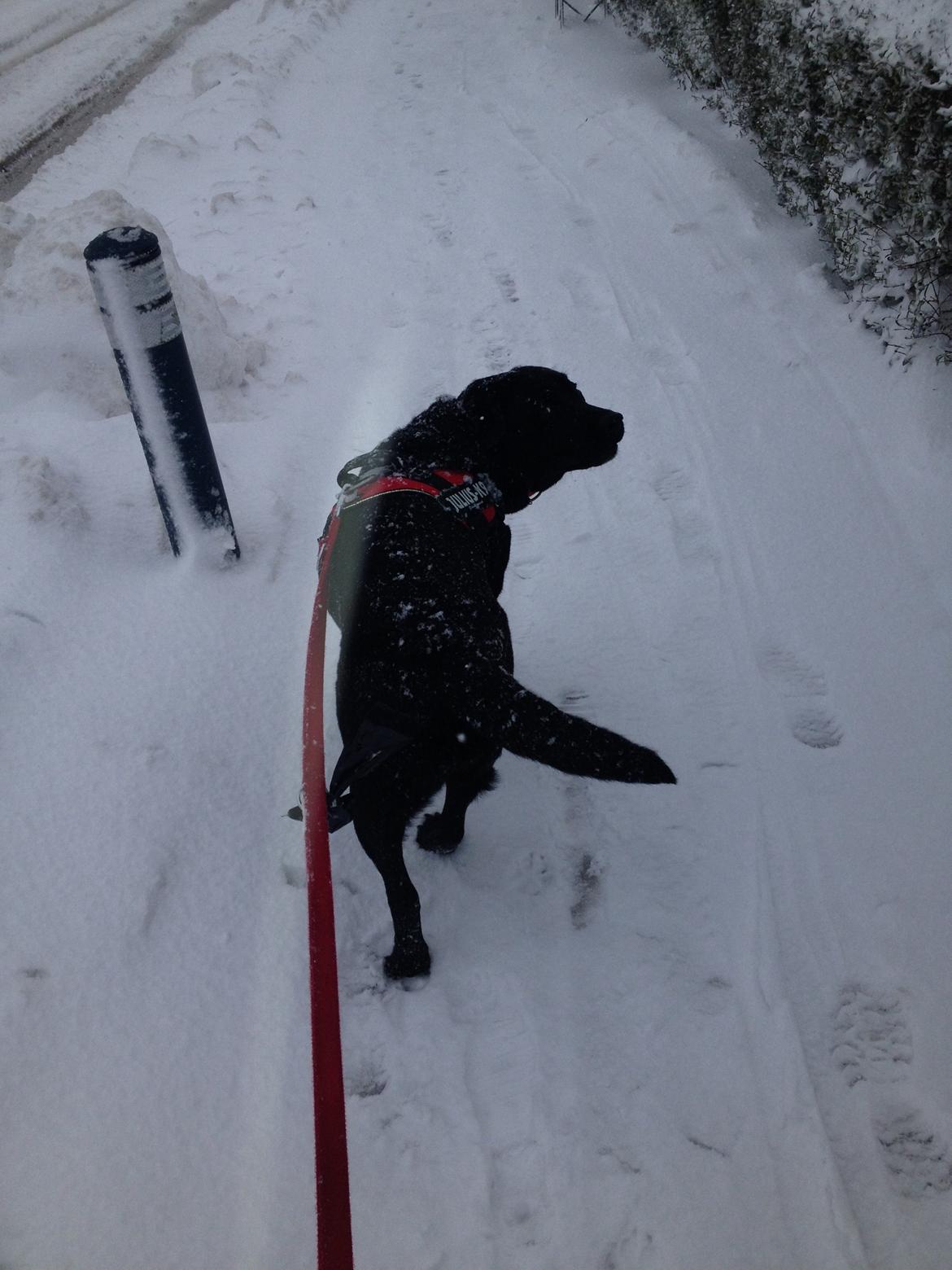Labrador retriever Stella Nova - Vinter 2014 billede 3