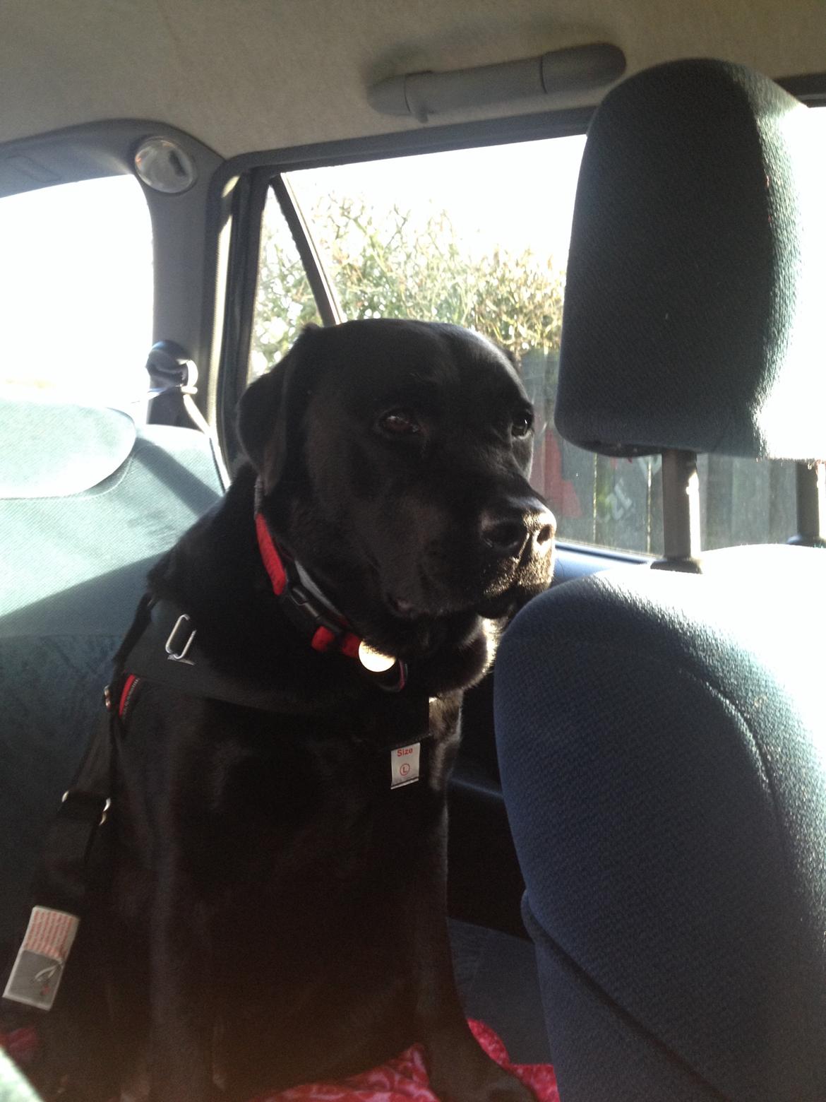 Labrador retriever Stella Nova - Vinter 2014 billede 6