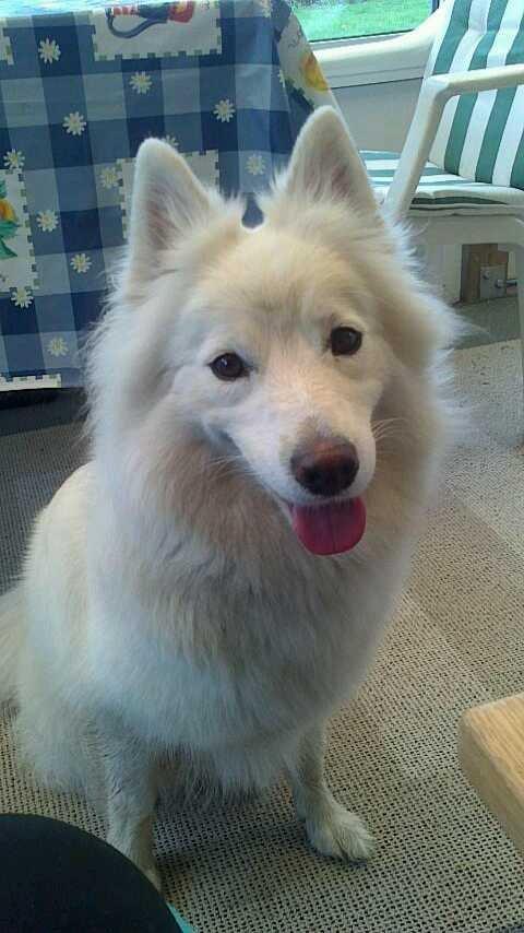 Japansk spids sille billede 8