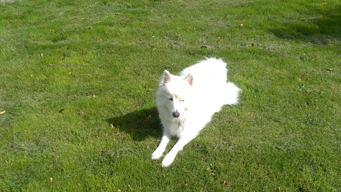 Japansk spids sille billede 9