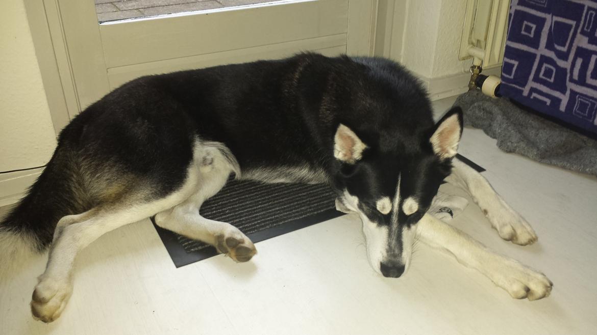 Siberian husky Diesel - 11 måneder gammel :) hvor er man blevet stor billede 31