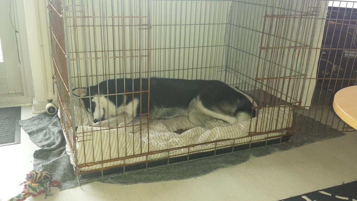 Siberian husky Diesel - Er bare så glad for der er kommet et bur man kan putte i :) billede 33