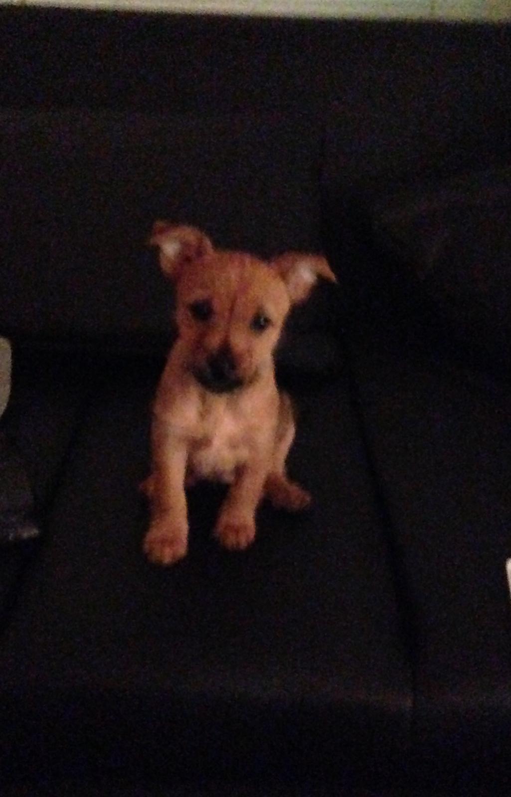 Blanding af racer Abby billede 1