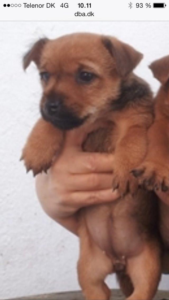 Blanding af racer Abby billede 2