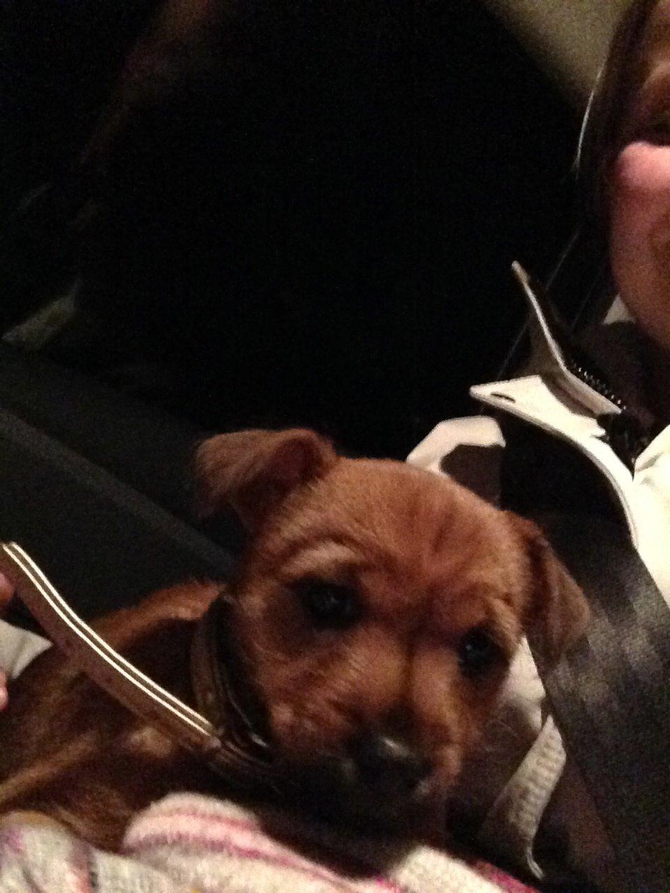 Blanding af racer Abby billede 3