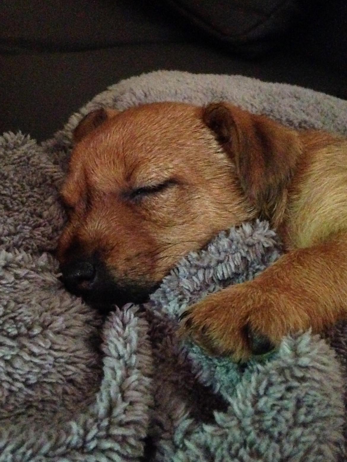 Blanding af racer Abby billede 5