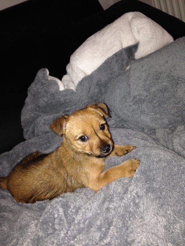 Blanding af racer Abby billede 6