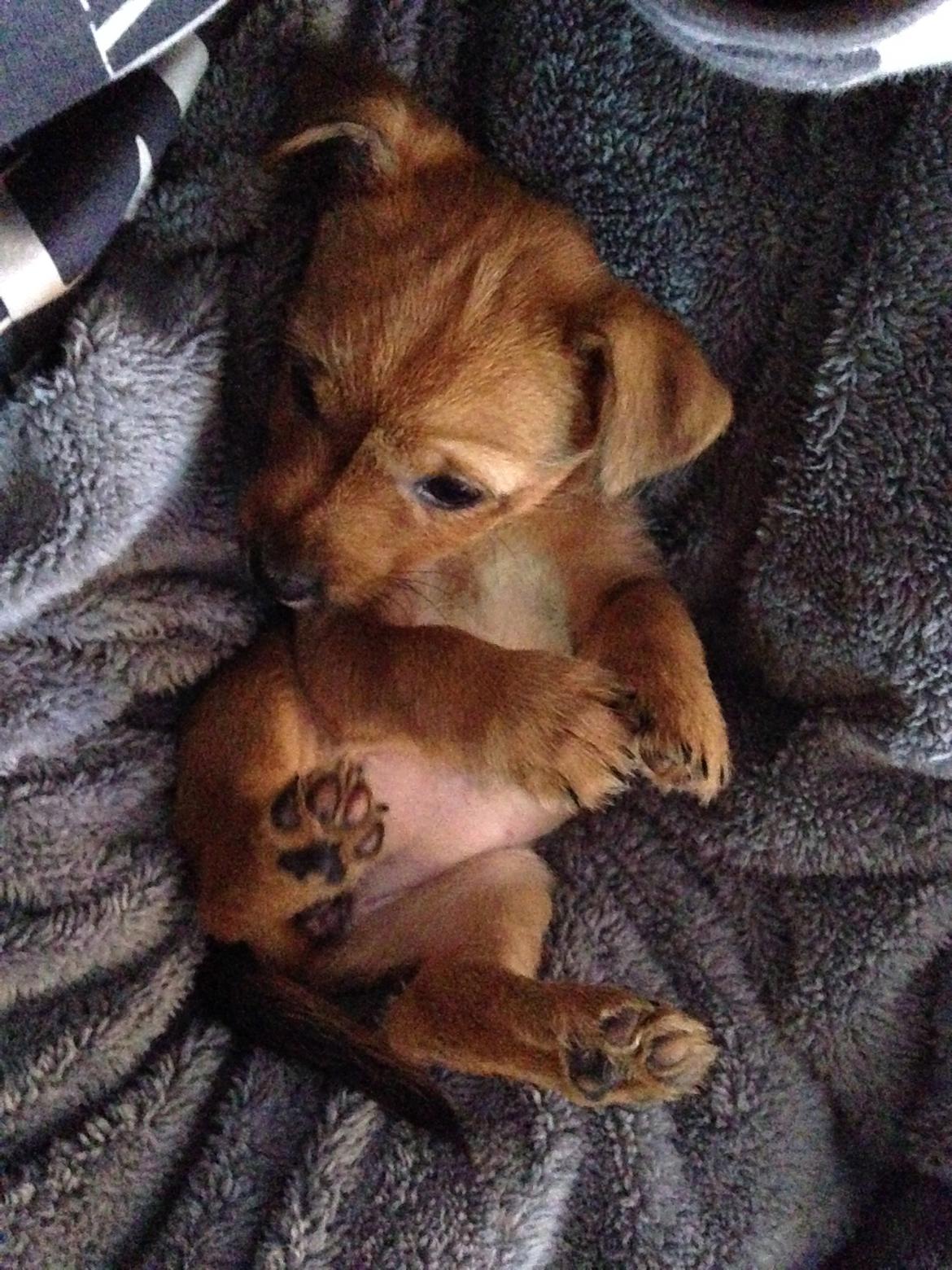 Blanding af racer Abby billede 7