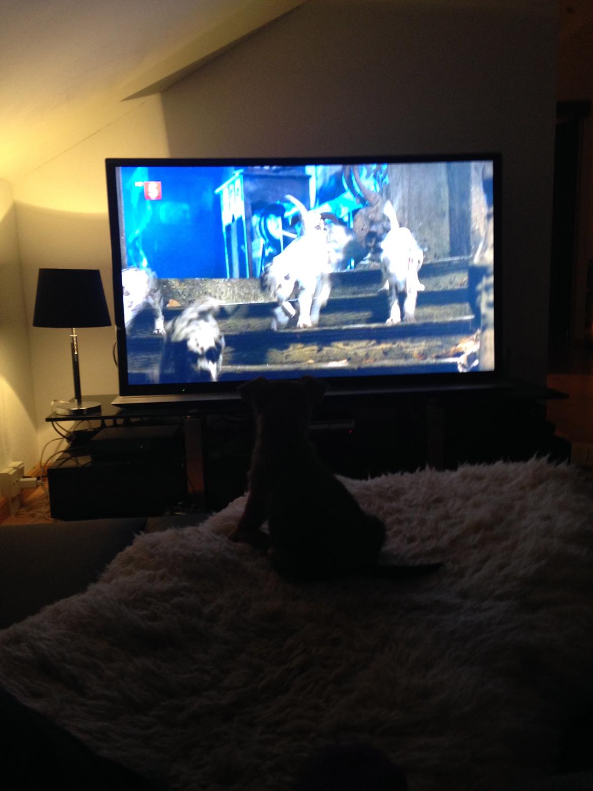 Blanding af racer Abby billede 9