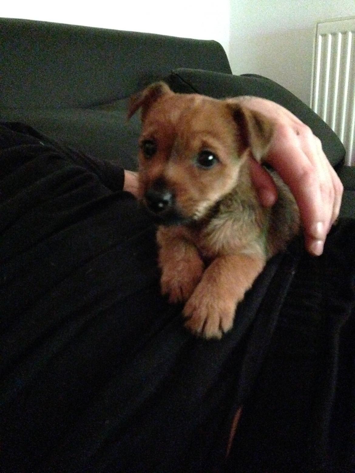 Blanding af racer Abby billede 4