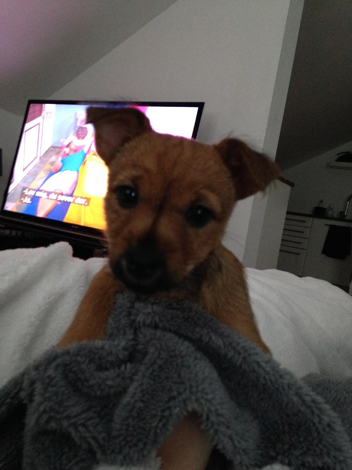 Blanding af racer Abby billede 11