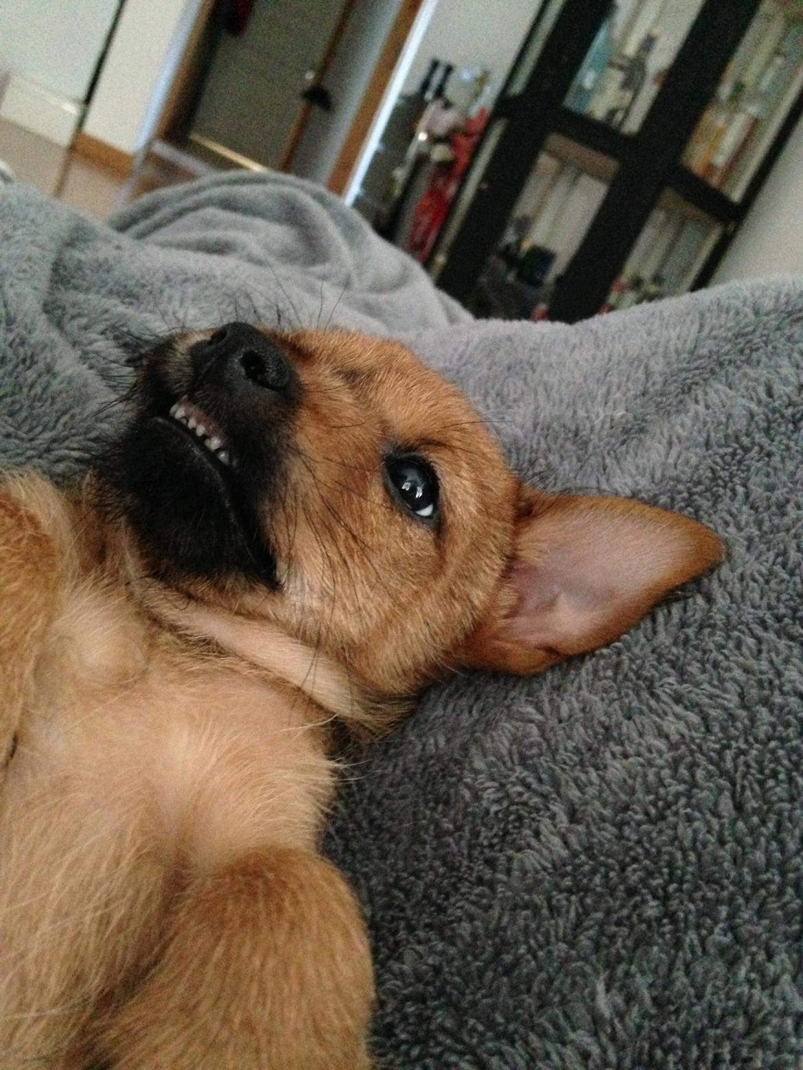 Blanding af racer Abby billede 12