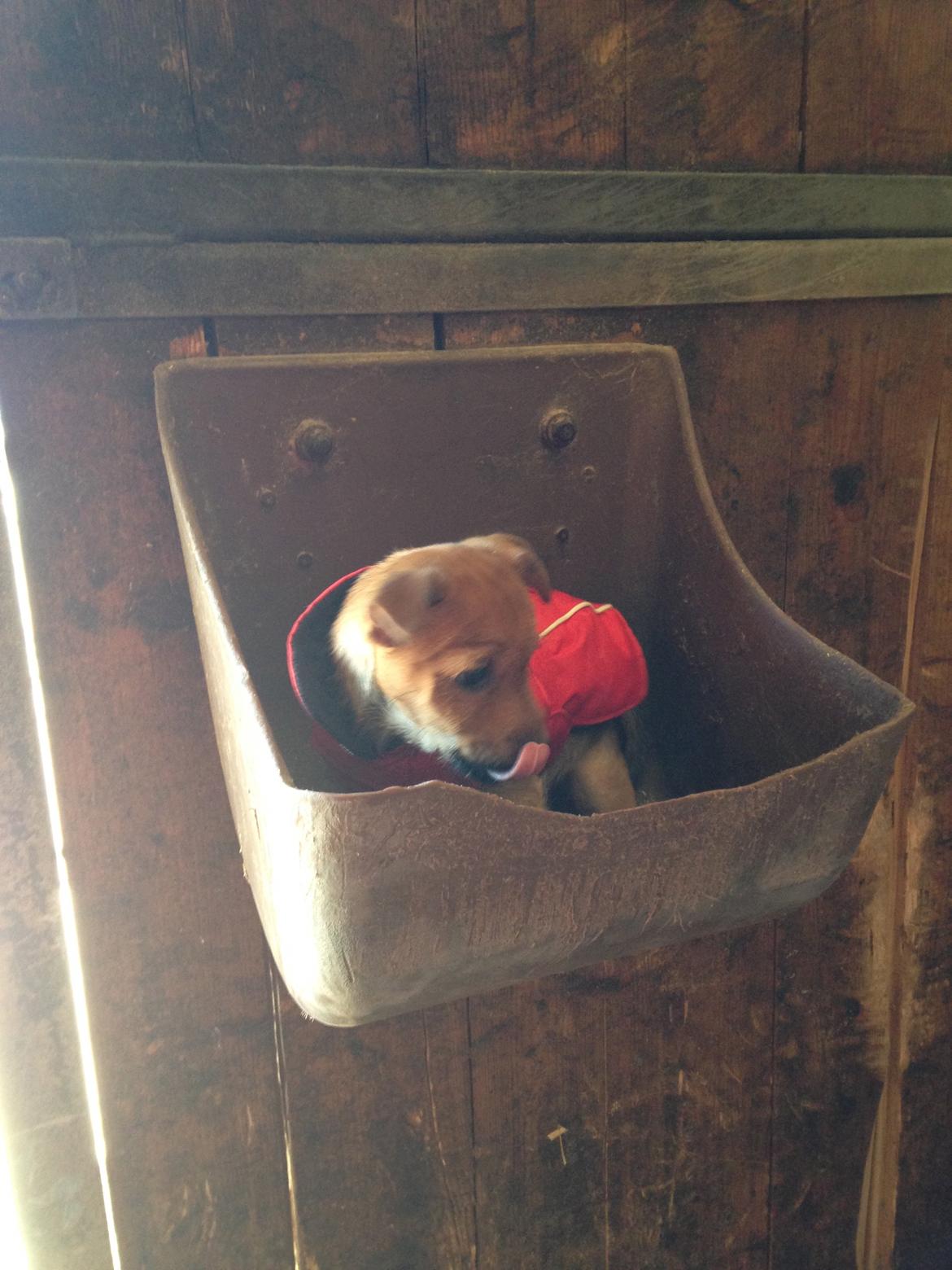 Blanding af racer Abby billede 13