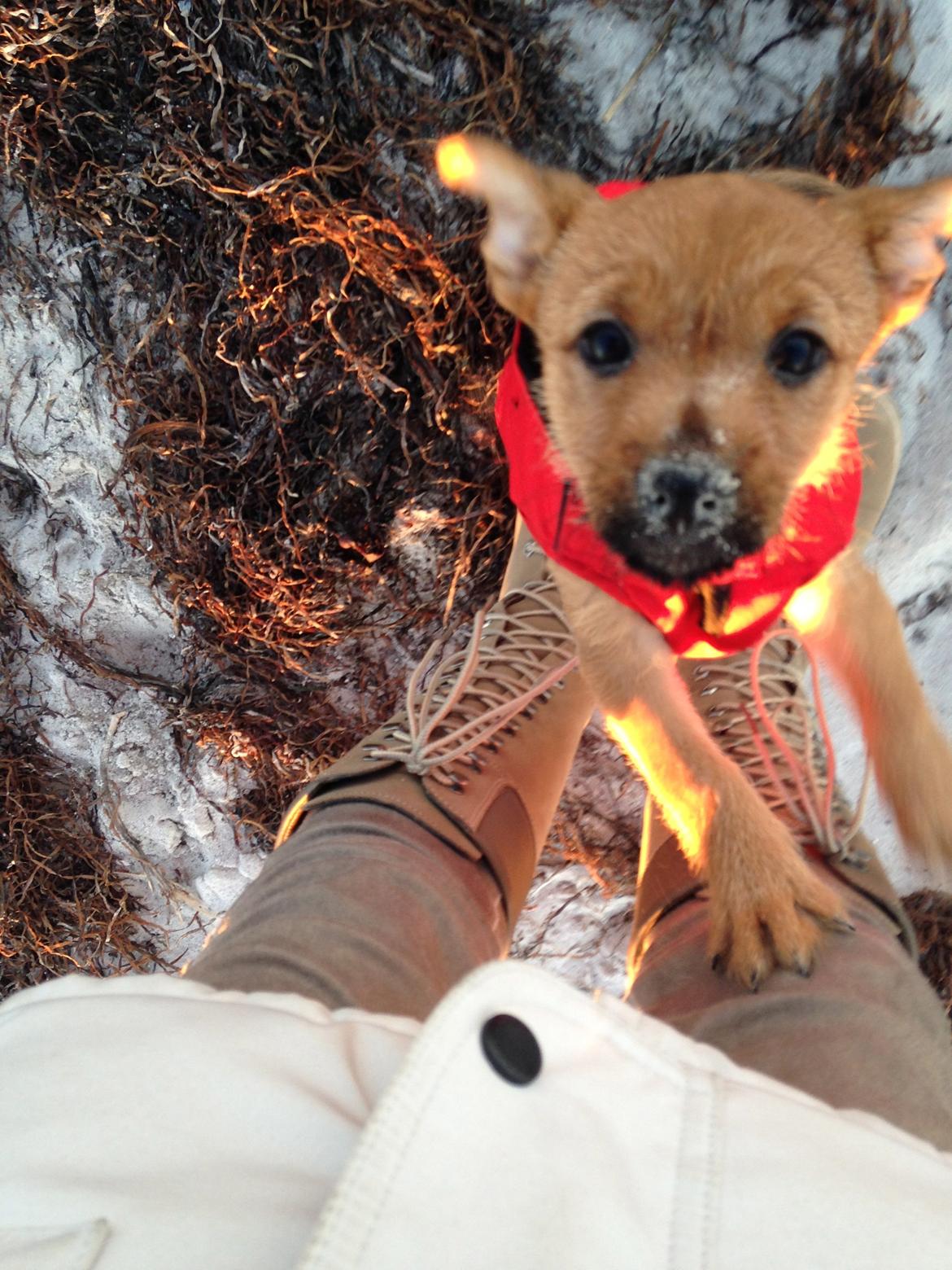 Blanding af racer Abby billede 14