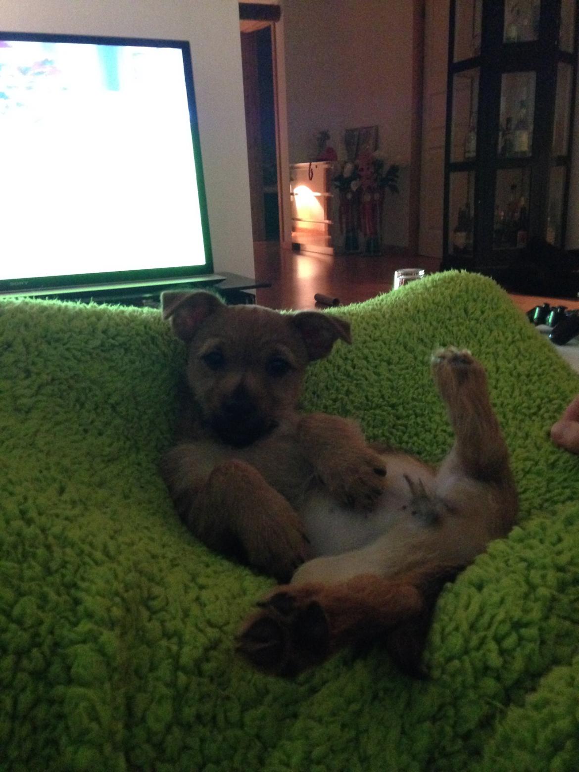 Blanding af racer Abby billede 15