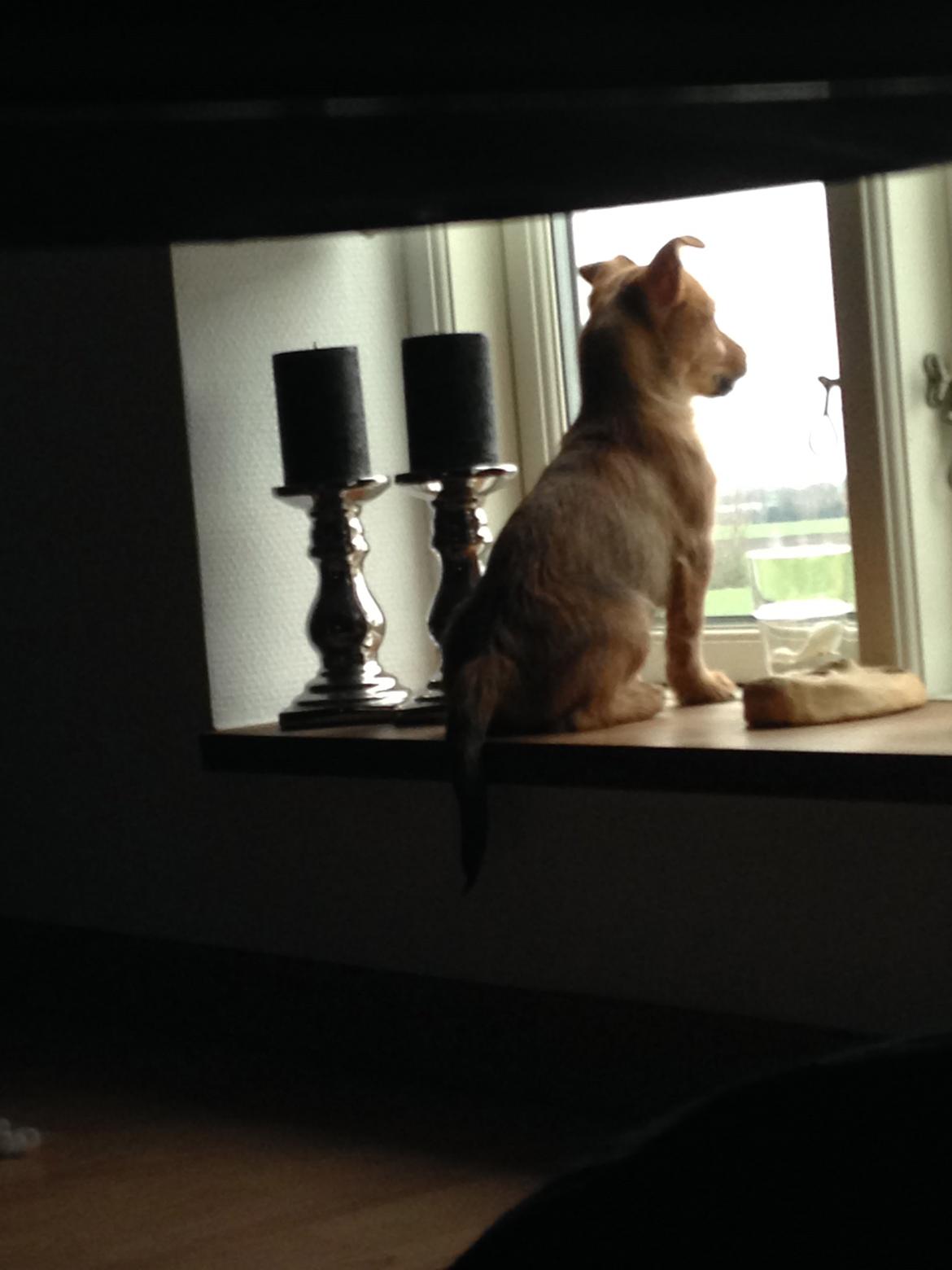 Blanding af racer Abby billede 16