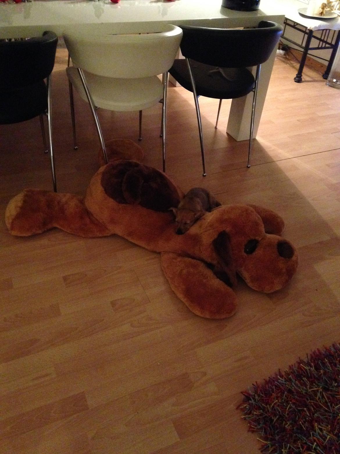 Blanding af racer Abby billede 17