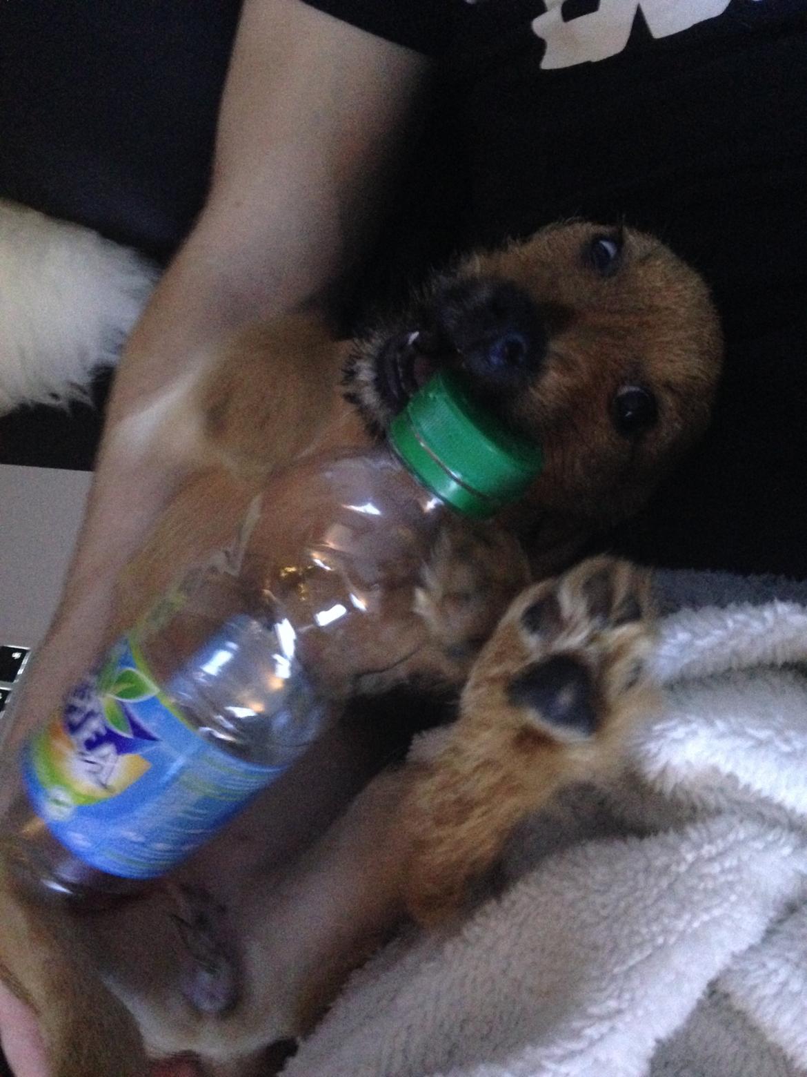 Blanding af racer Abby billede 18