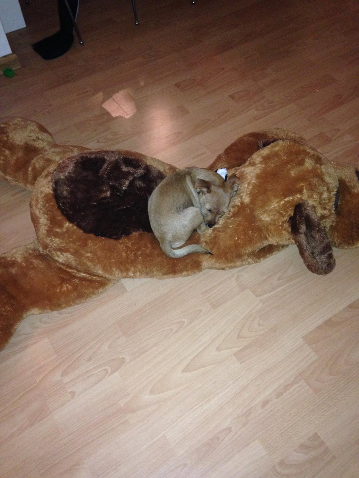 Blanding af racer Abby billede 19