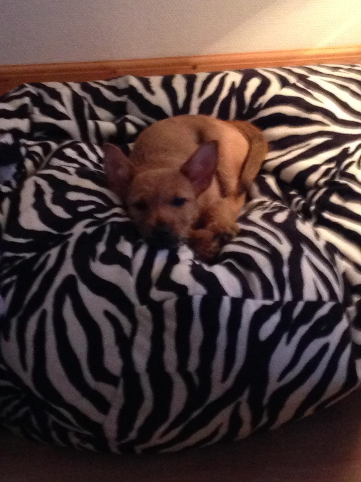 Blanding af racer Abby billede 20