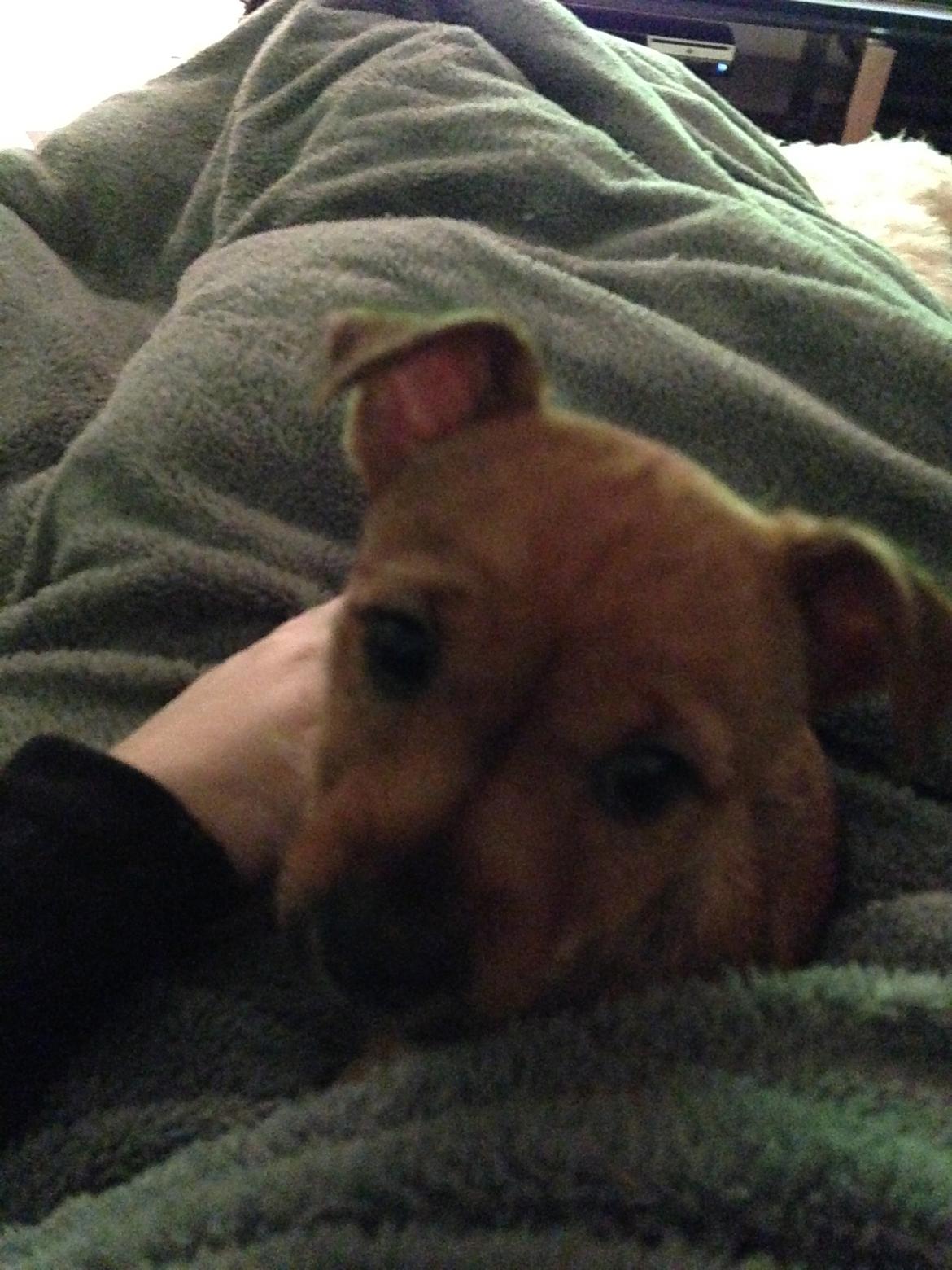 Blanding af racer Abby billede 10