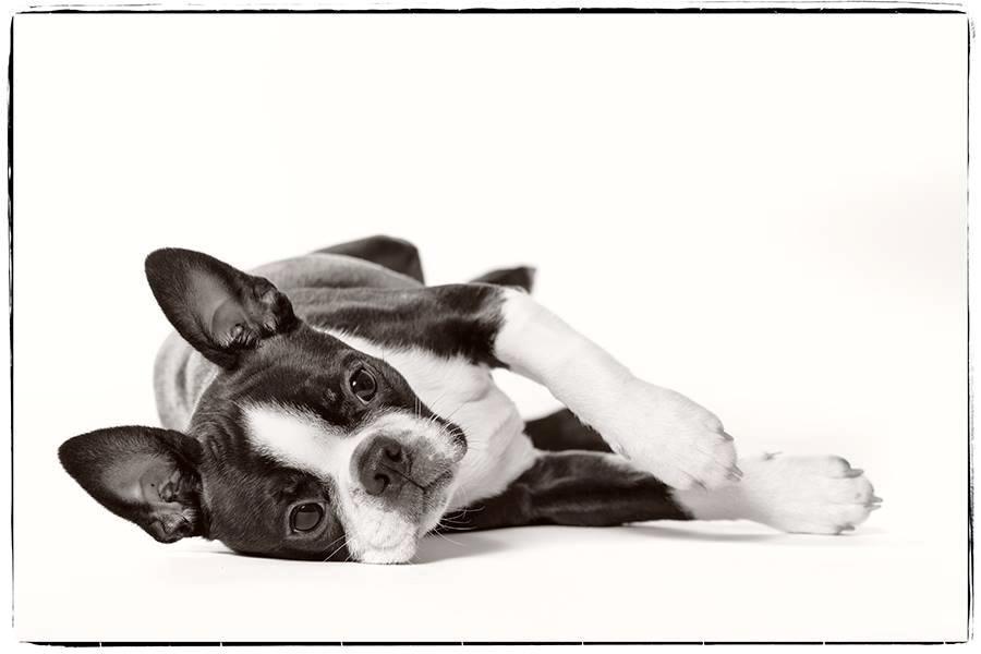 Boston terrier Beautiful Aya vom Greifenring - Foto: Betina Hansen billede 1