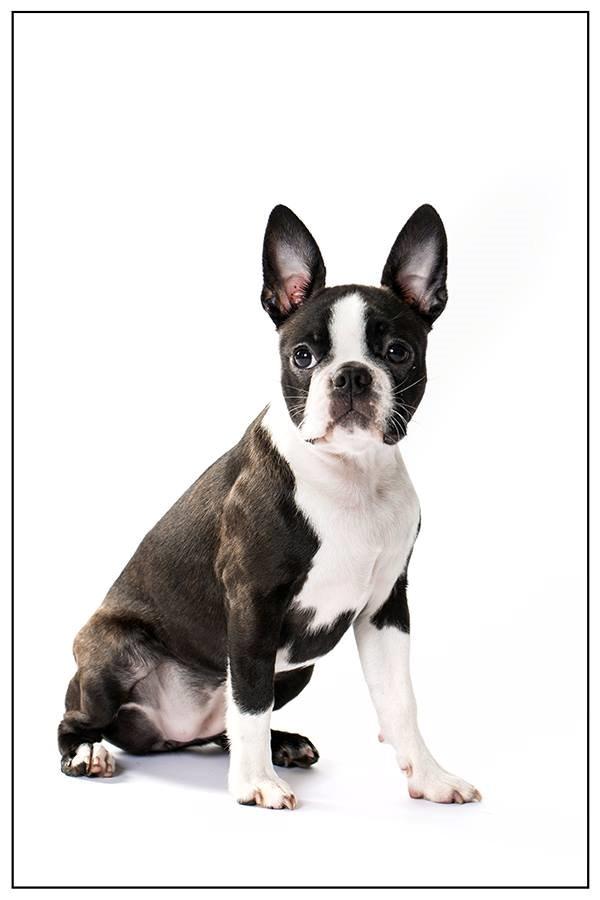 Boston terrier Beautiful Aya vom Greifenring - Foto: Betina Hansen billede 29