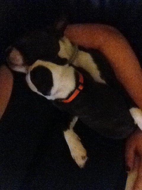 Boston terrier Cassiopeia  billede 7