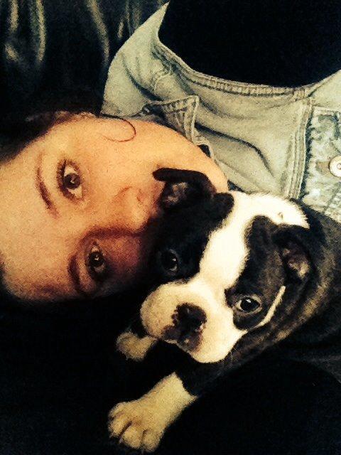 Boston terrier Cassiopeia  billede 8