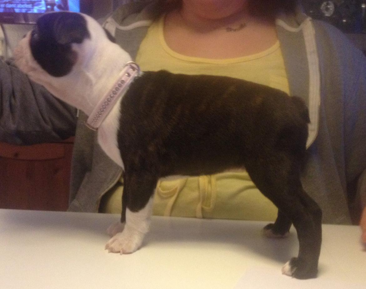 Boston terrier Cassiopeia  billede 9