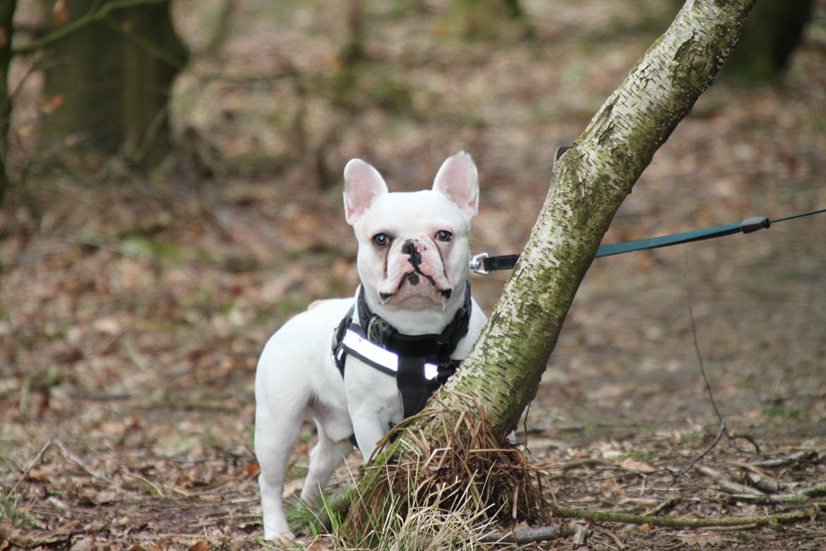 Fransk bulldog Møffe (Bjarne). billede 3