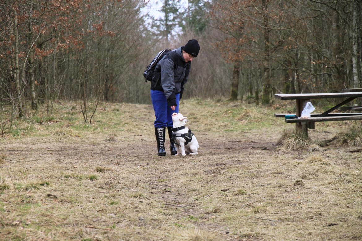 Fransk bulldog Møffe (Bjarne). billede 4
