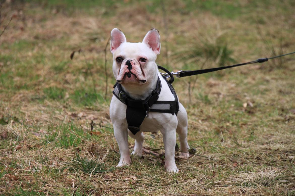 Fransk bulldog Møffe (Bjarne). billede 2