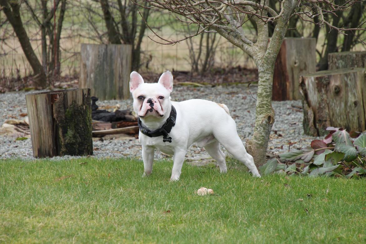 Fransk bulldog Møffe (Bjarne). billede 5