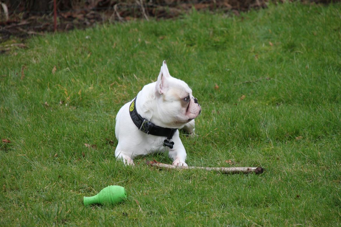 Fransk bulldog Møffe (Bjarne). billede 6