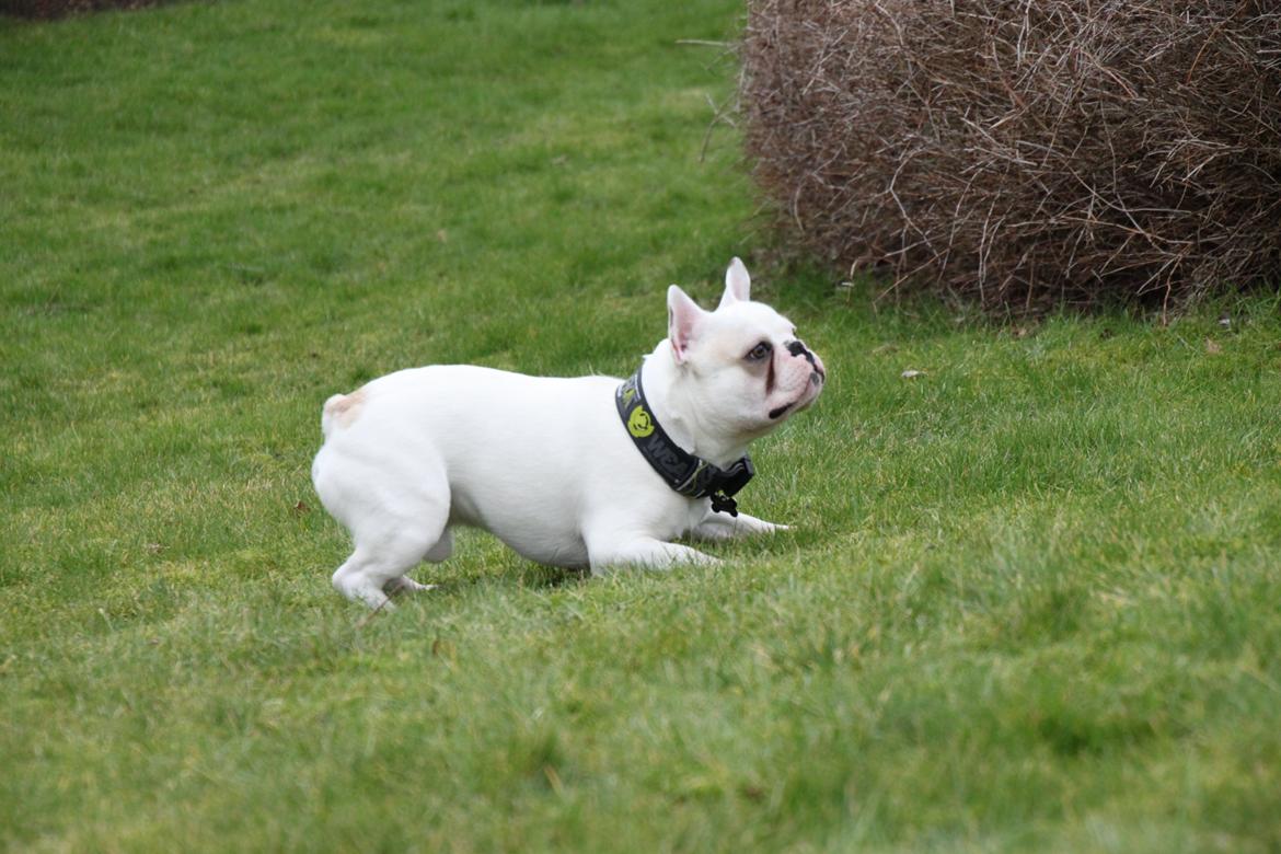 Fransk bulldog Møffe (Bjarne). billede 9