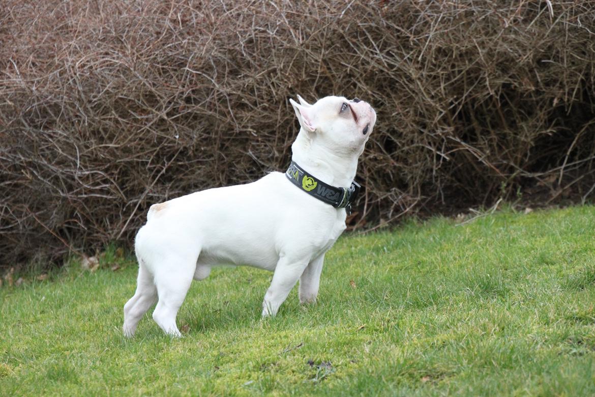 Fransk bulldog Møffe (Bjarne). billede 8