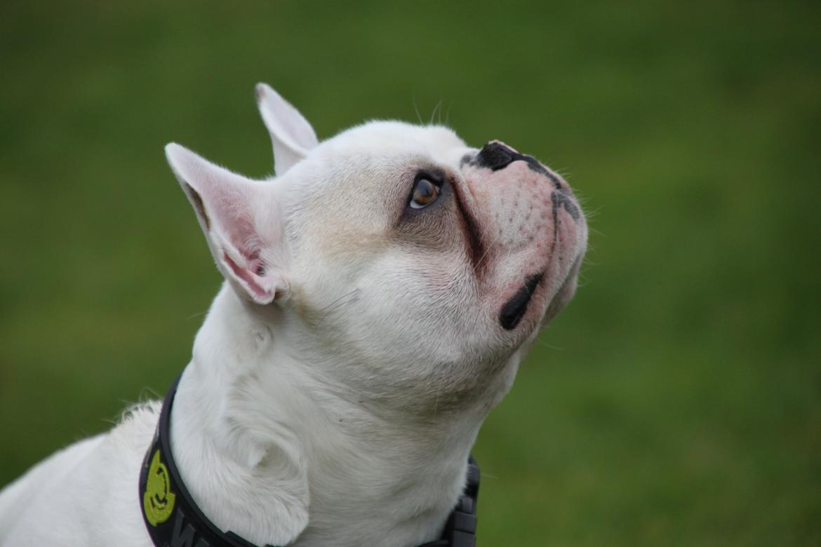 Fransk bulldog Møffe (Bjarne). billede 7