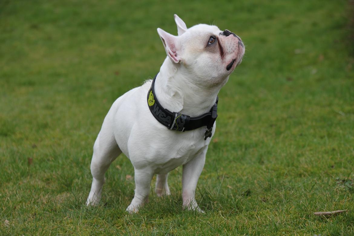 Fransk bulldog Møffe (Bjarne). billede 1