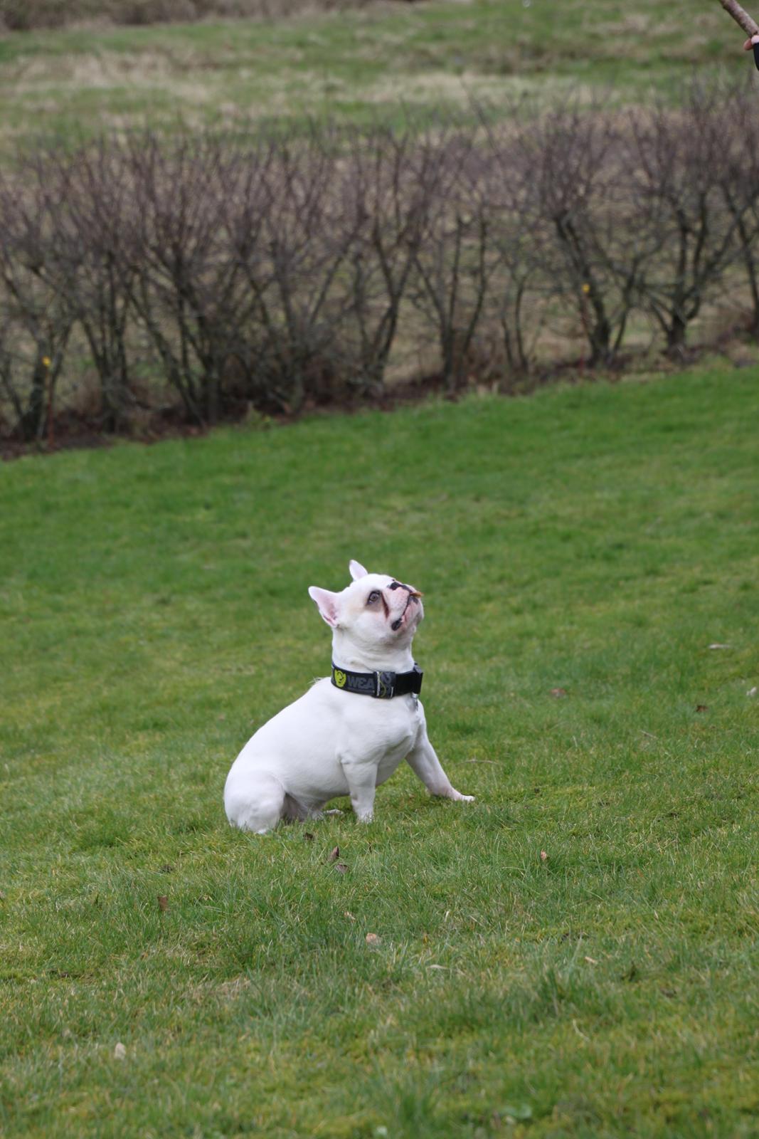 Fransk bulldog Møffe (Bjarne). billede 10