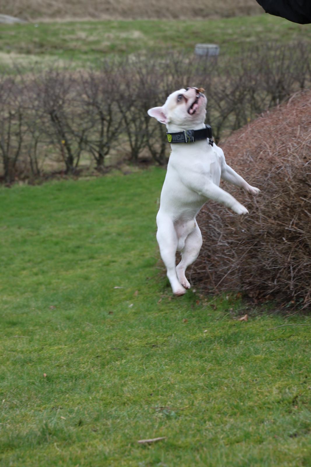 Fransk bulldog Møffe (Bjarne). billede 11