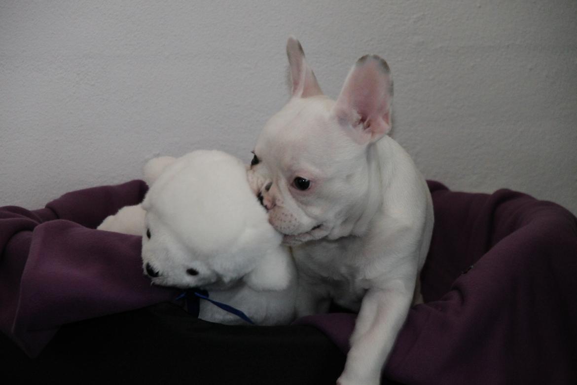 Fransk bulldog Møffe (Bjarne). billede 23