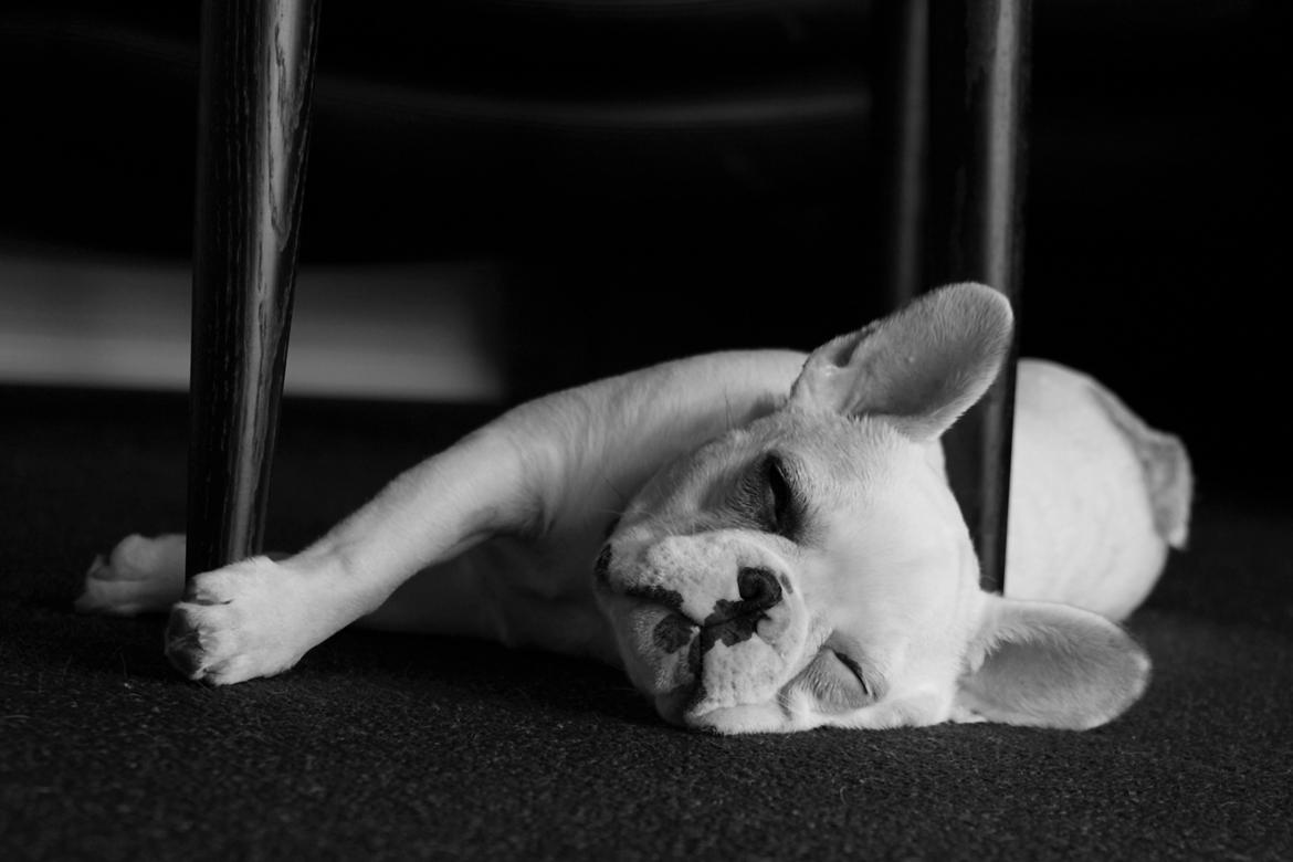 Fransk bulldog Møffe (Bjarne). billede 19